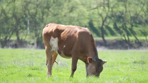 Milk Cow Grazing on Green Farm Pasture on Summer Day