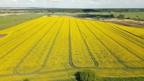 Aerial View Rich Harvest of Blooming Yellow Rapeseed with Blue Sky and Clouds