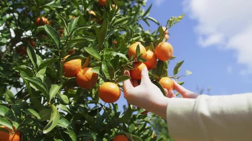 Hands Picking Ripe Tangerines from Citrus Tree
