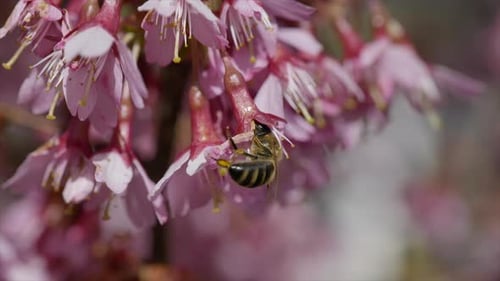 Honeybee Gathering Nectar from Pink Blossoms in Spring
