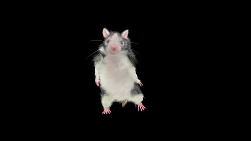Funny Dancing Rat Animation with Transparent Background