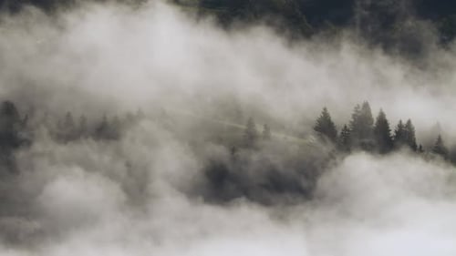 Morning Fog in the Forest, Natural Beautiful Nature Landscape in Mountain, Background