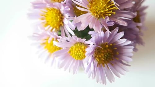 Lavender Flowers Close-Up on White Background