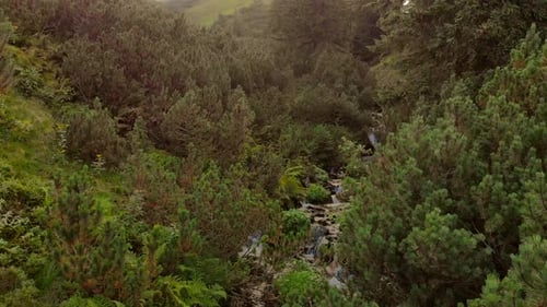 Schneller Wasserstrom im Gebirgsfluss im Wald