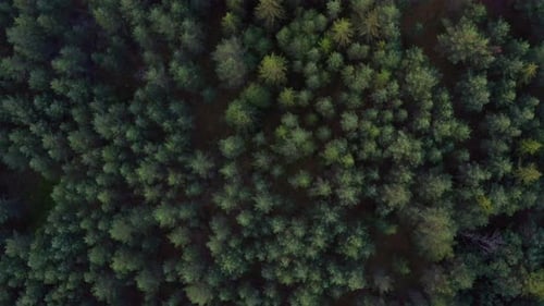 Abundant Pine Trees Surrounding the Forest in Norway