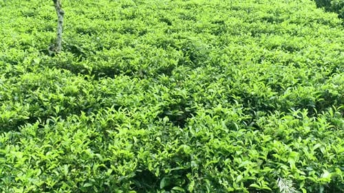 Flying Over Tea Leaf Plants