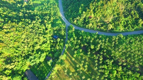 Drone is flying over a coconut grove at sunrise