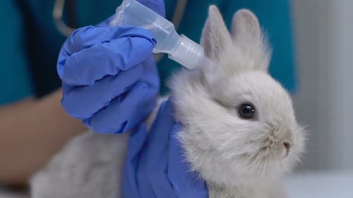 Rabbit Receives Treatment at the Veterinary Clinic