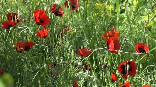 Feldmohnblumen auf einer Frühlings- und Sommerwiese an einem sonnigen Tag