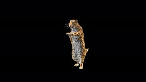 Leopard Dancing 4K