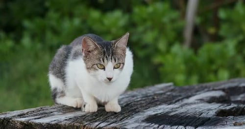 Straßenkatze im Park im Freien
