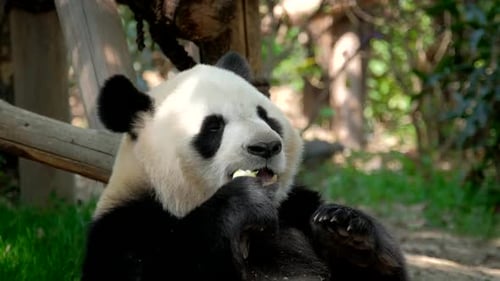 Giant Panda Eating in a Forest