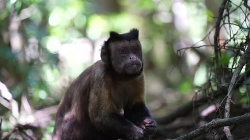 Mono capuchino en la selva comiendo
