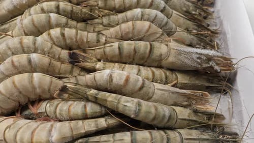 Frozen Raw Tiger Prawns in HD Close-up