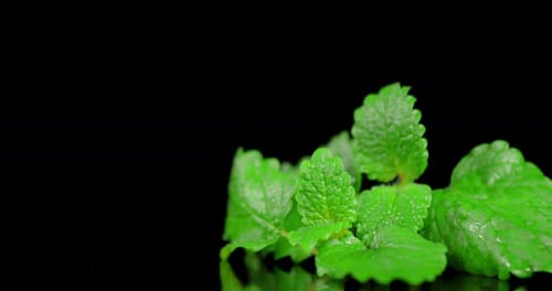 La menthe aromatique fraîche tourne lentement.