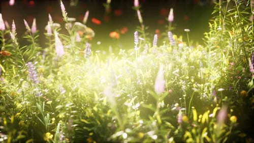 Wild Flowers in the Field