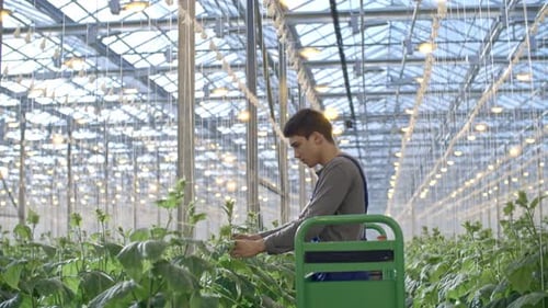 Young Adult Tending Cucumber Plants in Greenhouse