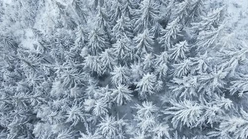 Beautiful Winter Forest with Snowy Trees Aerial View