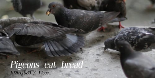 Pigeons Eat Bread 2
