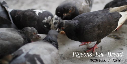 Pigeons Eat Bread 3