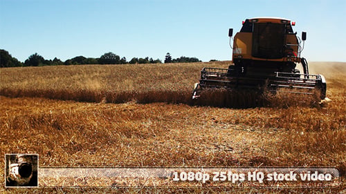 Combine Harvester Reaping Golden Wheat Crop in Field