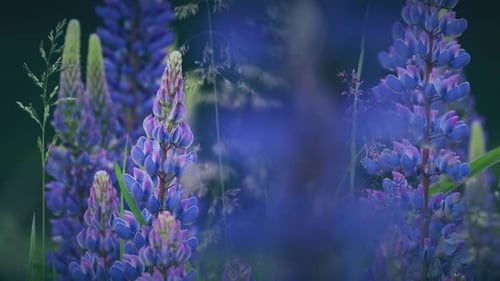 Busch Von Wildblumen Lupine Im Sommer Feld Wiese Panorama Sommerhintergrund
