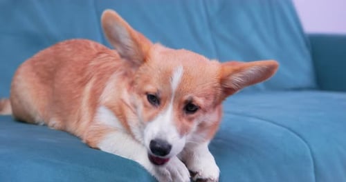 Corgi Lying on Couch Chewing