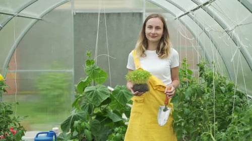 Woman Are Picking Vegetable in the Greenhouse, Garden of Planting Non-toxic Vegetables