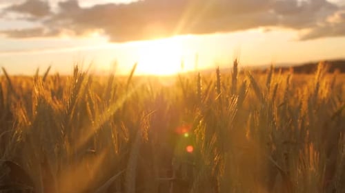 Field of barley during sunset