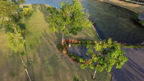 Green trees in park in sunny day