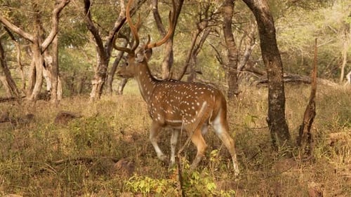 Chital or Cheetal, Also Known As Spotted Deer, Chital Deer, and Axis Deer