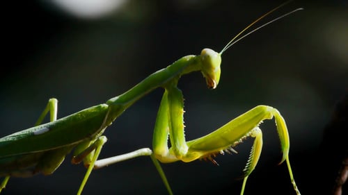 Praying Mantis
