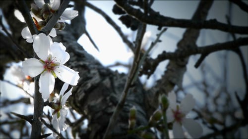 Spring Blossoms Blooming on Tree Branch