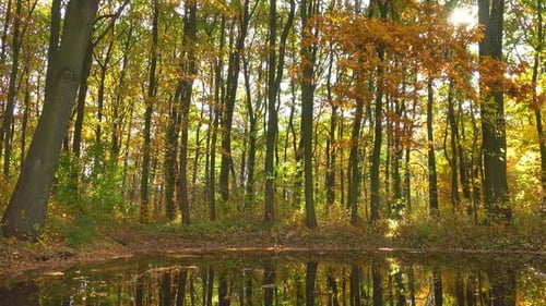 Autumn