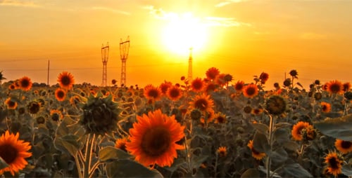 Blühende Sonnenblumen 2