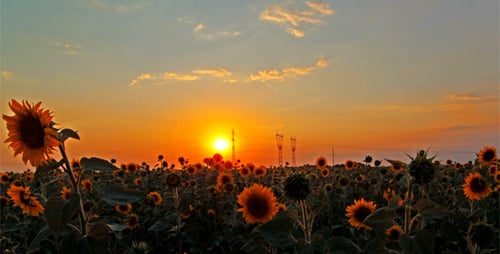 Blühende Sonnenblumen 3