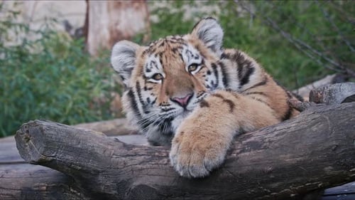 Cute siberian tiger cub, Panthera tigris altaica