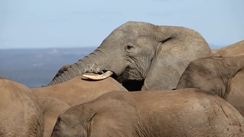 Herd of Elephants Together in the Wild