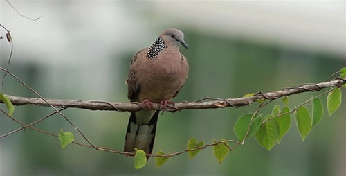 Spotted Dove (Spilopelia Chinensis) 2