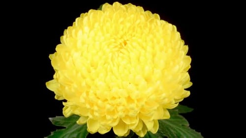 Bright Yellow Chrysanthemum Flower Blooming on Black Background
