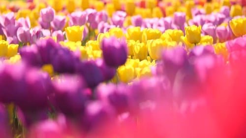 Yellow and purple tulip flowers fields growing in a field.