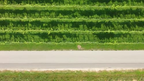 Landstraße in der Nähe von Weinbergen, Luft von oben.