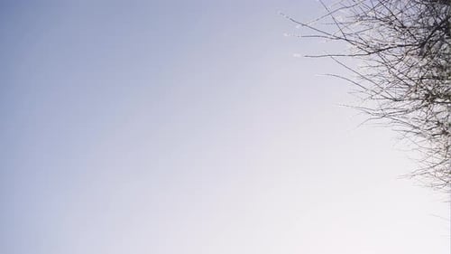 Frosty Tree Branches Against a Pale Blue Sky