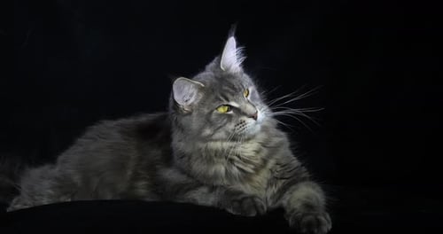 Blue Blotched Tabby Maine Coon Domestic Cat, Female laying against Black Background