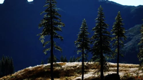 Trees on Meadow Between Hillsides with Conifer Forest