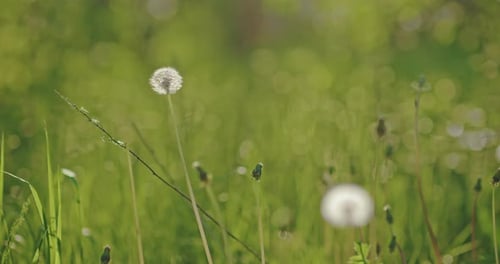 White Fluffy Blowballs in Beautiful Dandelion Meadow in Summer Closeup View Prores