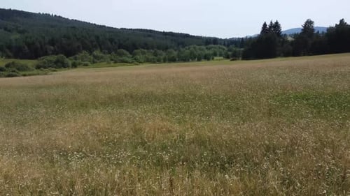 Golden Meadow and Lush Forest Aerial Landscape
