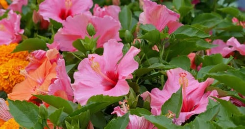 Hibiscus Flowers Blooming with Lush Green Leaves