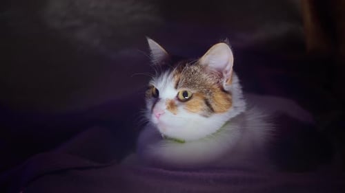 Portrait of a tricolor domestic cat in its box at night, close up
