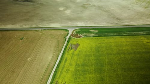 Blooming rapeseed field. Aerial photography.